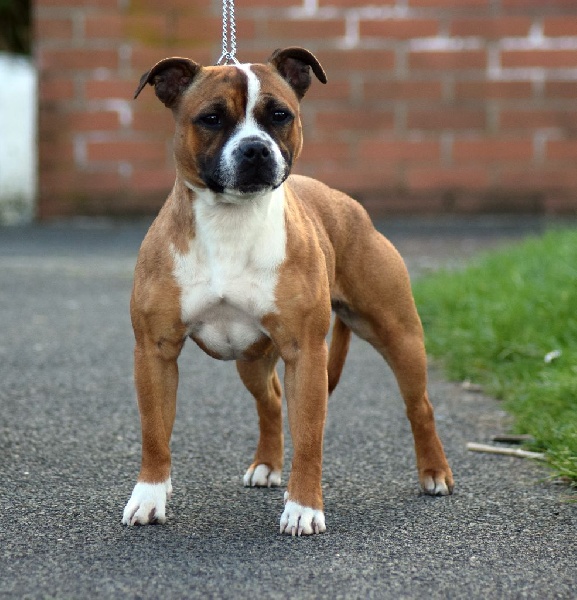 J.pearl amber rose De L'ile Aux Bulls